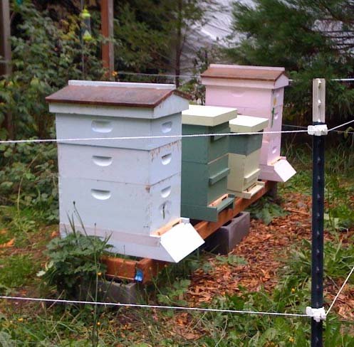 Our suppliers are using modern Beehives to ensure proper handling of Bees and Honey