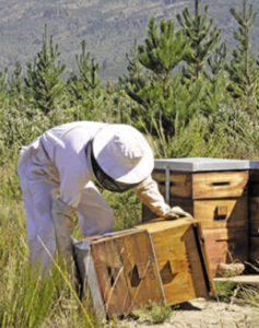 sustainable bee farming